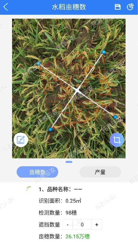 水稻測產(chǎn)，要用精準(zhǔn)高效又便捷的畝穗數(shù)測量系統(tǒng)