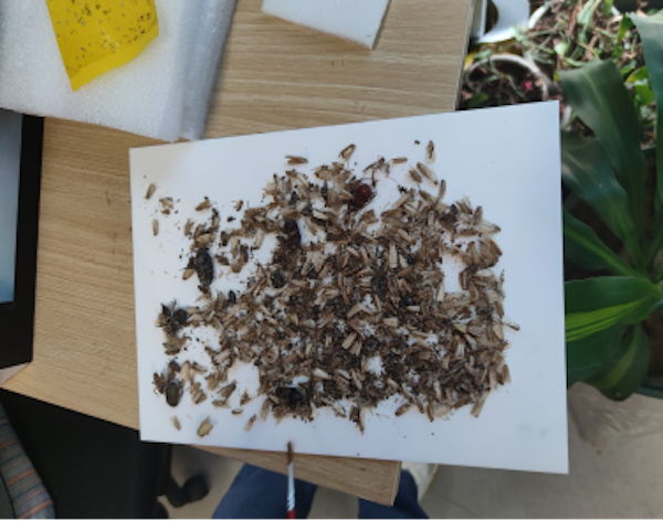 一鍵拍照、智能識別，田間蟲害調(diào)查有了“好幫手”！